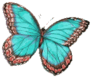 Picture of a butterfly